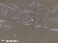 Aquarius elongatus
