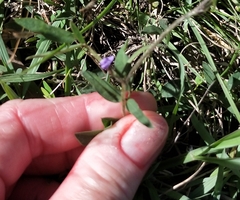 Glycine tabacina