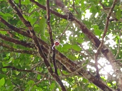 Macracantha arcuata