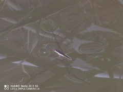 Aquarius elongatus