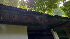 Macracantha arcuata