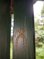 Pandercetes