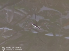 Aquarius elongatus