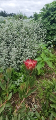 Protea compacta × susannae