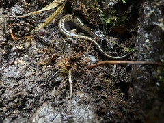 Plethodon dunni