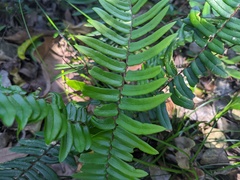 Pellaea falcata