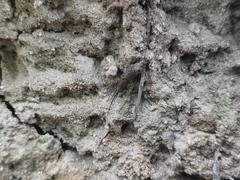 Archaeognatha