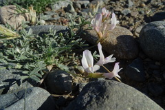Astragalus macroceras