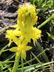 Bulbine capitata