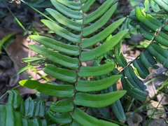 Pellaea falcata