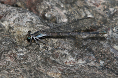 Argia sabino