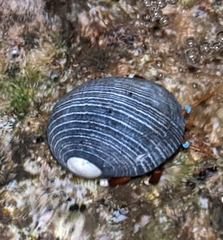 Nerita picea