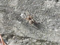 Alopecosa albostriata