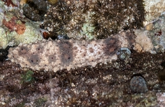 Holothuria pervicax