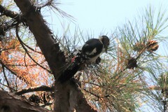 Dendrocopos major