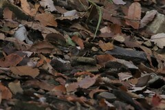 Fringilla montifringilla