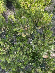 Diospyros glabra