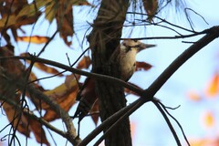Dendrocopos leucotos