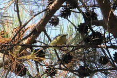 Periparus venustulus