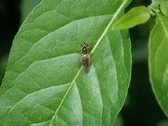 Acanthasargus flavipes