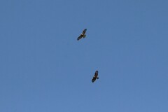 Buteo japonicus