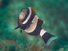 Amphiprion latezonatus