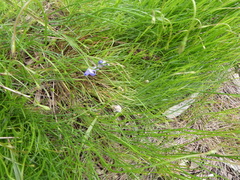 Wahlenbergia gracilis