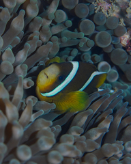 Amphiprion akindynos