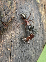 Camponotus innexus