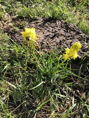 Bulbine capitata