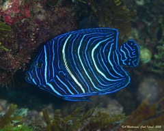 Pomacanthus annularis