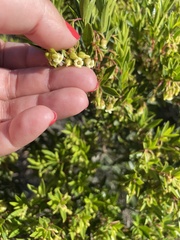 Diospyros glabra