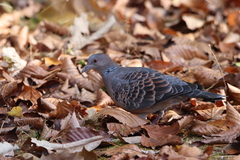 Streptopelia orientalis