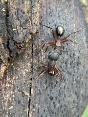 Camponotus innexus