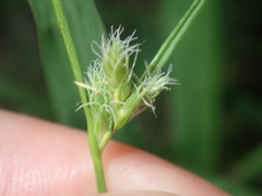 Carex inversa