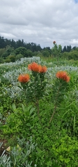 Leucospermum × hybridum