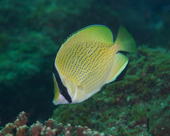 Chaetodon citrinellus