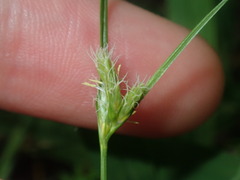 Carex inversa