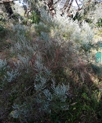 Olearia axillaris