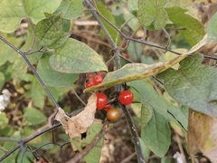 Solanum lyratum