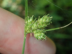 Carex inversa