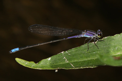 Enallagma novaehispaniae