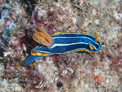 Chromodoris kuiteri