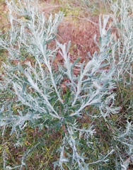 Olearia axillaris