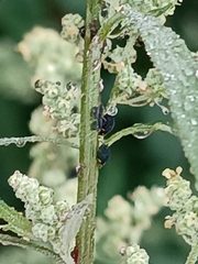 Aphis gossypii