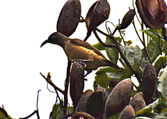 Ptiloris victoriae