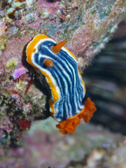 Chromodoris magnifica