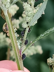 Aphis gossypii