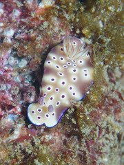 Hypselodoris tryoni