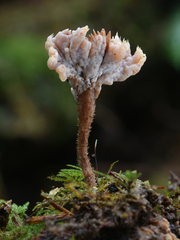 Clavulina castaneipes